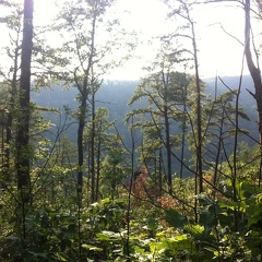 Auxier Ridge, a year after the fire